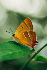 Fototapeta na wymiar orange butterfly sits on a green leaf of a plant during the rain close-up shot