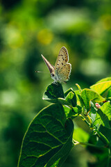 small spotted butterfly sits on a green leaf of a plant on a green background during the day