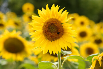 sunflower