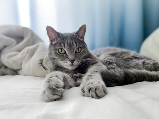 Fototapeta na wymiar A beautiful gray cat is lying on the owners bed, comfortably settled, with its paws outstretched