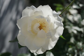 white rose