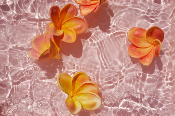 Top view Plumeria or frangipani on surface of pink water. Ripple of water and Shadow of flower.