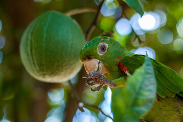 White-eyed Parakeet (Psittacara leucophthalmus) on the Branch with a Lemon Behind
