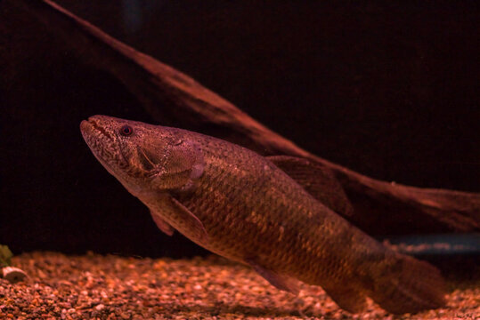 Large Wolf Fish in Aquarium
