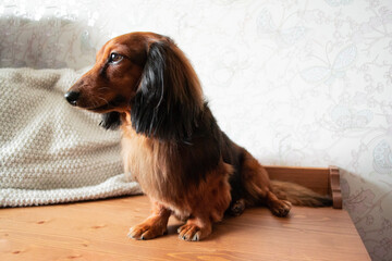 Full-length portrait of well-groomed long-haired dachshund red and black color, brown eyes, adorable black nose