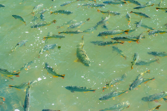 Brazilian Wild Dorado (Salminus brasiliensis) and Brycon (Brycon hilarii) Fishes in a River
