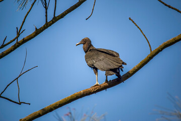 Black Vulture (Coragyps atratus) on the Branch  with a Blue Sky, in Rio de Janeiro, Brazil