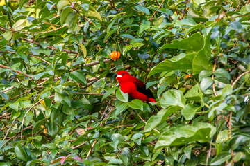 Brazilian Tanager (Ramphocelus bresilius) on a Branch in Rio de Janeiro, Brazil