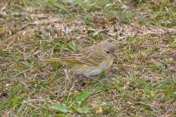 Young Saffron Finch (Sicalis flaveola) on the grass, in Rio de Janeiro, Brazil