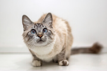 Pet Cat Looking to the up left