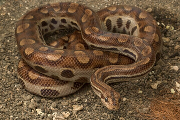 Pet Snake Rainbow boa (Epicrates cenchria assisi) on the Ground