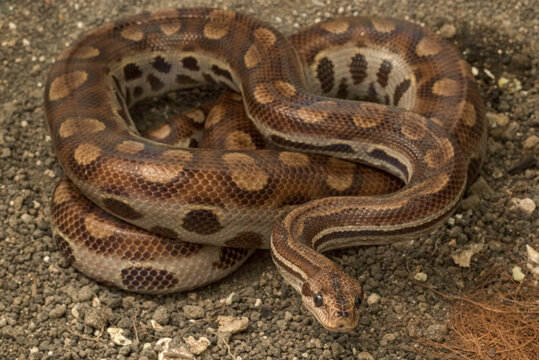 Pet Snake Rainbow boa (Epicrates cenchria assisi) on the Ground