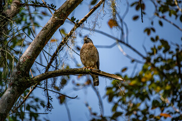 Roadside Hawk (Rupornis magnirostris) on a Branch in Rio de Janeiro, Brazil