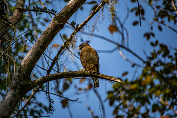 Roadside Hawk (Rupornis magnirostris) on a Branch in Rio de Janeiro, Brazil