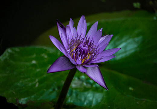 Beautiful Purple Water Lily (Nymphaea) Flower 
