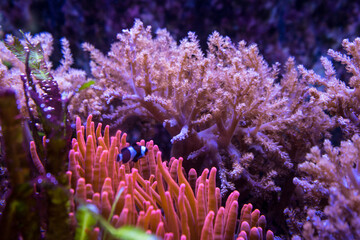 Snapshot from the The Aktiengesellschaft Cologne Zoological Garden in Cologne, coral reef underwater