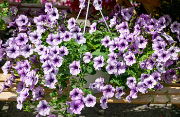 Beautiful bush of white-pink petunias in a flower pot on the market.