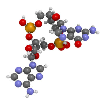 Cyclic guanosine monophosphate-adenosine monophosphate (2',3'-