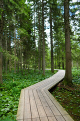 Beautiful summer forest, a walk in the woods.