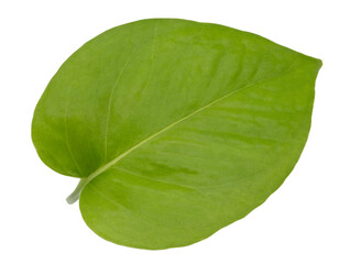 Obraz premium Epipremnum aureum green leaf isolated white background