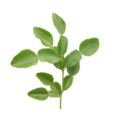 Fototapeta na wymiar Bergamot leaves (kaffir lime) isolated on white background.