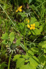 Fototapeta na wymiar Chelidonium majus ZHeltye flowerses on background green sheet