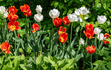 Spring blooming tulips on a background of green leaves. 2
