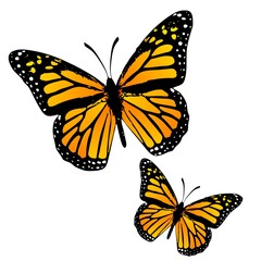 Fototapeta na wymiar Classic monarch butterflies clipart