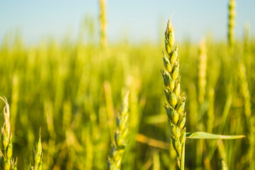Wheat field closeup color version