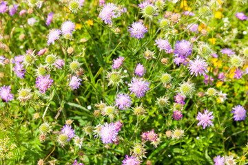 Tauben-Scabiose in einer Wildblumen Wiese