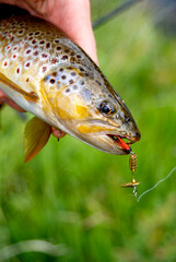 Brown trout with an in-line spinner 