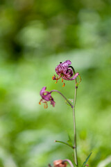 Heimische Türkenbund Lilie im Wald