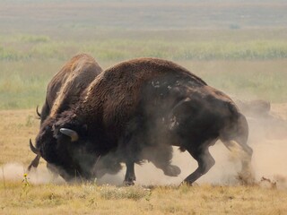 Bisons fight