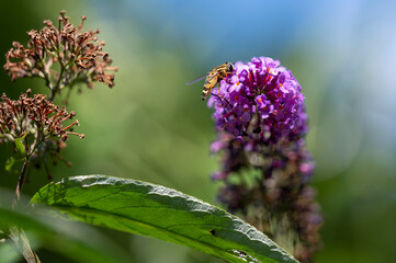 Close up from a mimic hoverfly (Syrphidae) on buddleia blossoms in the sunshine.