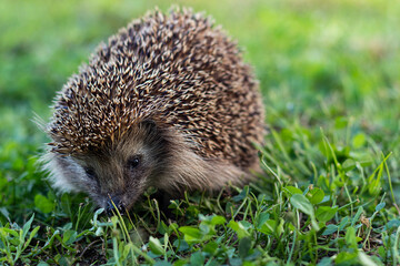 Close-up of a wild European hedgehog in its natural environment, on green grass.