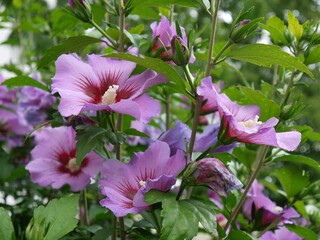 Hibiskus © Alexandra S.