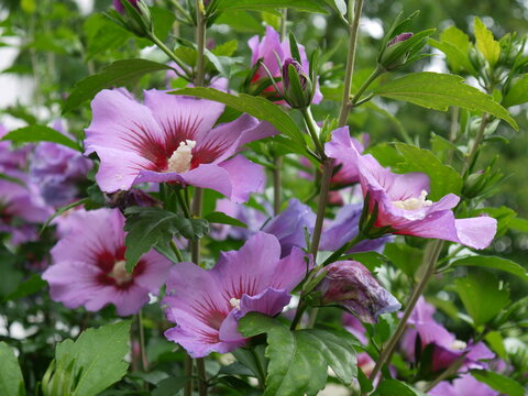 Hibiskus