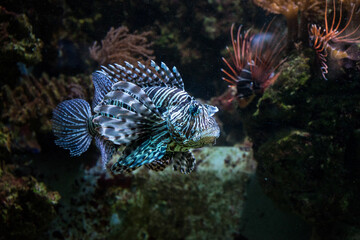 Snapshot from the The Aktiengesellschaft Cologne Zoological Garden in Cologne, VIEW OF FISH IN SEA