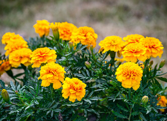 Marigold flowers in the flowerbed. Beautiful flower bed in a summer park.