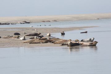 Les phoques de la Baie d'Authie © LechimEuraled