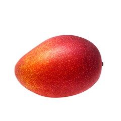 マンゴー イラスト リアル 果実