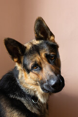 German Shepherd looking at camera against background