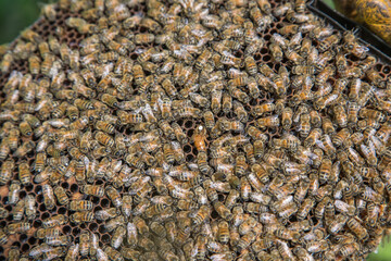 Nature's wonderful animals  The world's best pollinators
queen bee with her workers - 449919583
