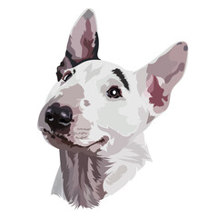 Portrait bull terrier vector illustration
