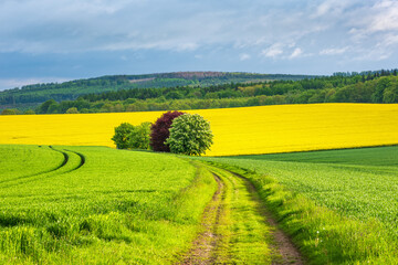 Farm Track through Fields in Spring, Landscape with Rapeseed in Bloom