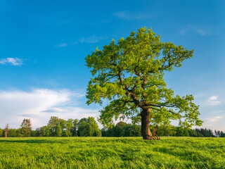 Fototapeta na wymiar Old Oak Tree in Green Meadow under Blue Sky in Spring