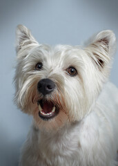 Dog Perro West Highland white terrier pet mascota