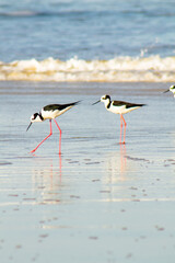 Gropu of stilt birds in the beach