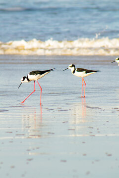 Gropu of stilt birds in the beach