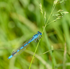 common blue damselfly, or northern bluet (Enallagma cyathigerum) on grass